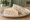 Chicken and Lemon: an illustration of chicken, mayonnaise and lemon on white bread.