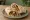 Hummus ma' Awarma (حمص مع عوارما): an illustration of lamb, hummus, chickpeas, tahini and more on pita.